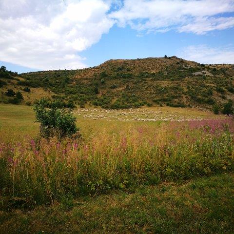 IMG 20170731 102607 1
